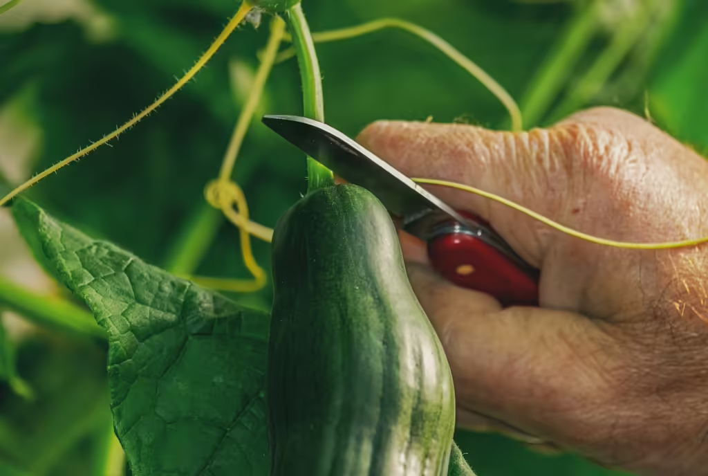 Cucumber picking