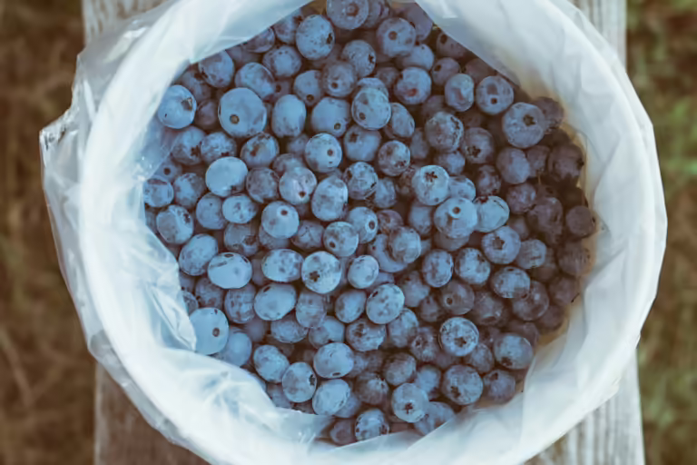 Bucket of blueberries