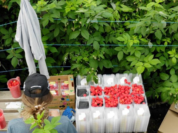 Berry Farms