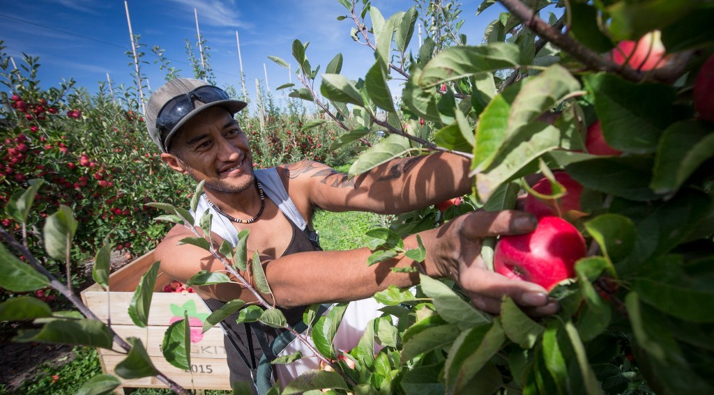 Picking Rockit apples