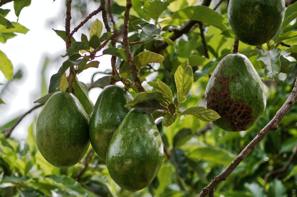 Avocado tree