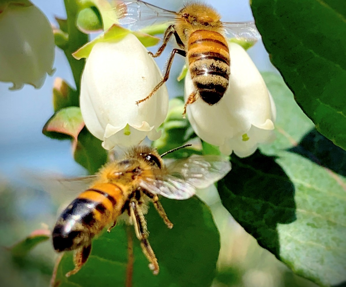 Bees pollinate blueberry bush