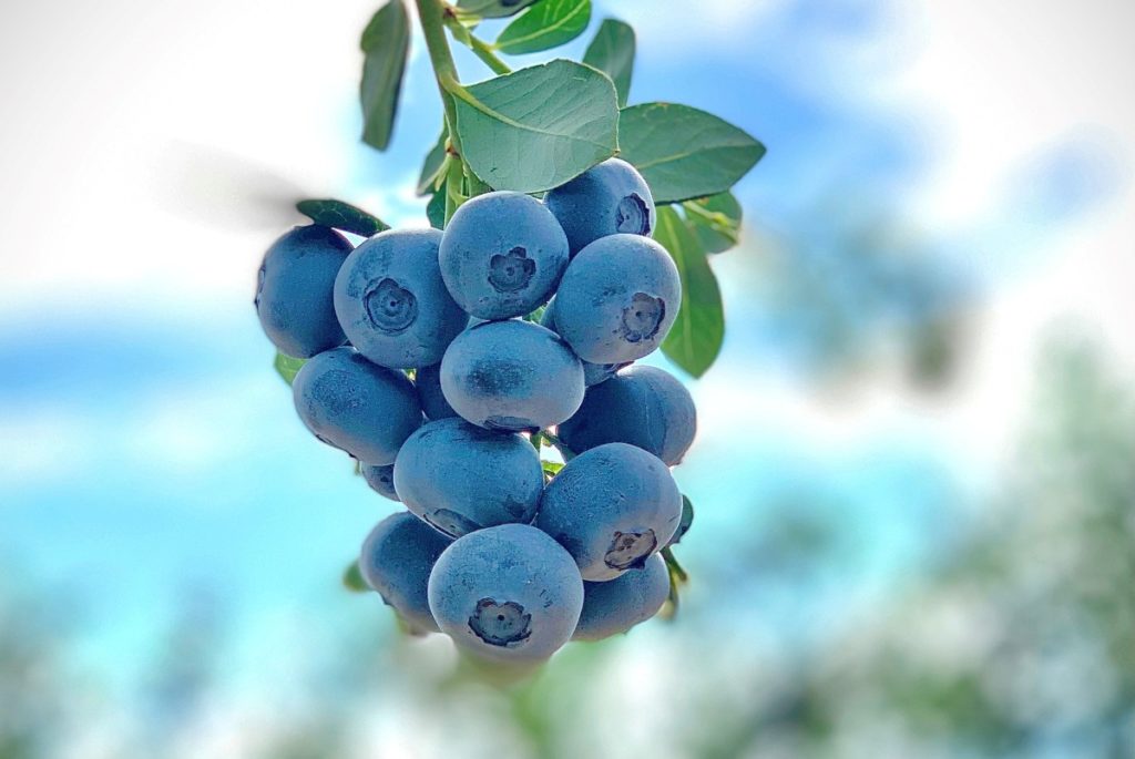 Blueberries on the bush