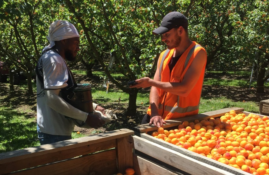 Scanning picking bags at Remarkable Orchards
