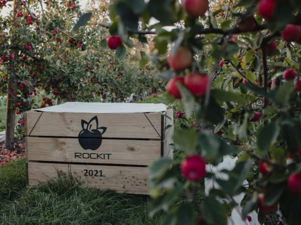 Rockit Apples