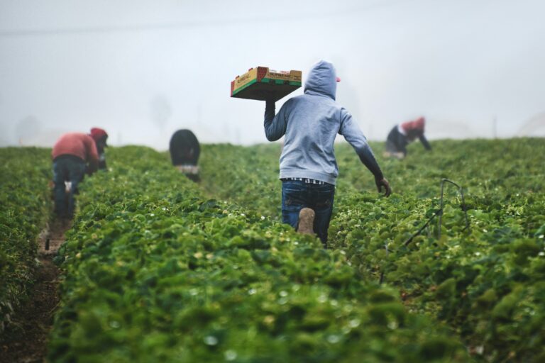 RSE workers picking berries